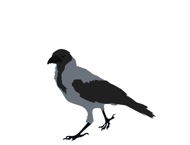 灰色的乌鸦在白色的背景，平面设计，向量图片下载