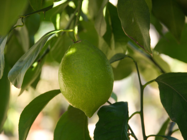 柠檬水果图片下载