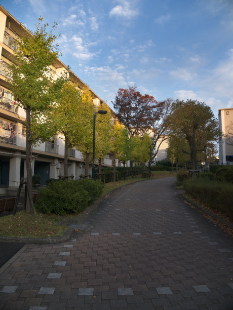 路边的树和蓝天图片下载