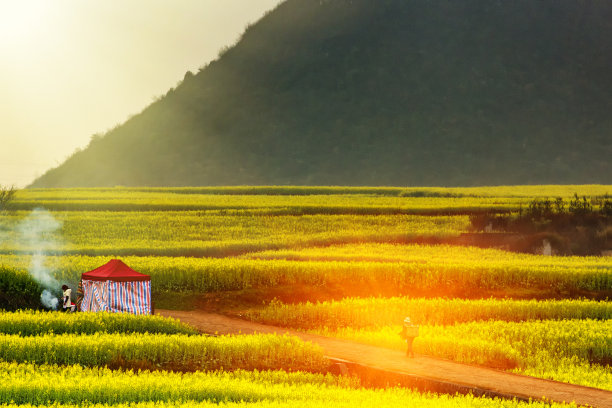 鲜花盛开的田野中的地面道路，美丽的乡村，阳光明媚的一天素材图片