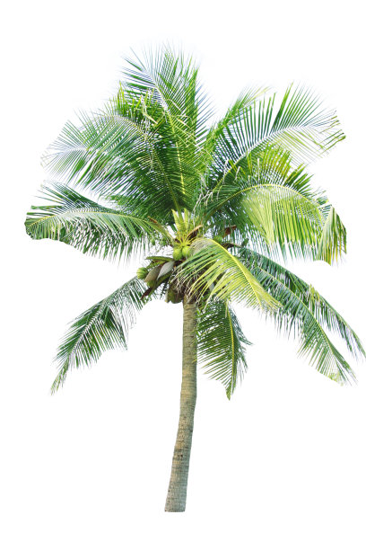 棕榈树图片下载