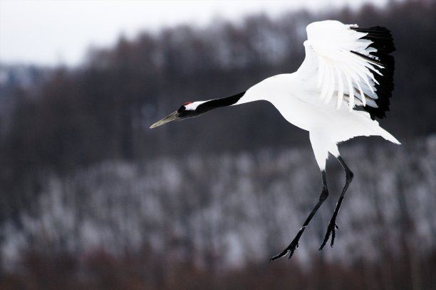 丹顶鹤照片素材ID：313398300