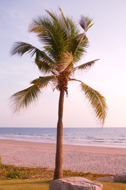 棕榈树图片下载