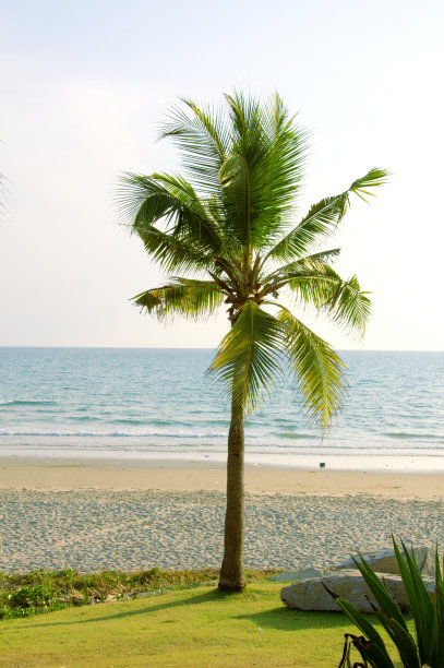 棕榈树图片下载