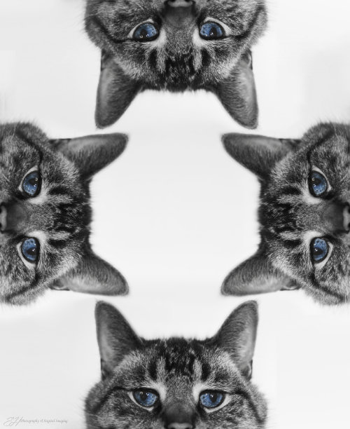 观察者的图片下载