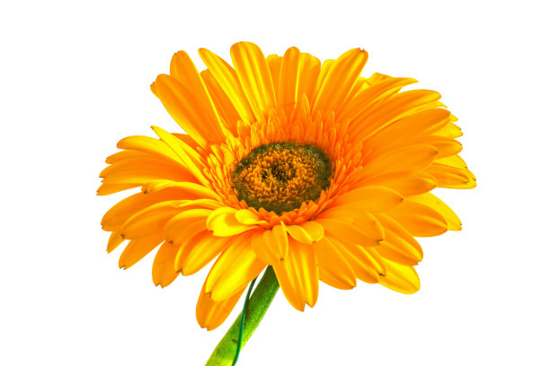 大而美丽的非洲菊，非洲菊花孤立。白色背景。非洲菊素材图片