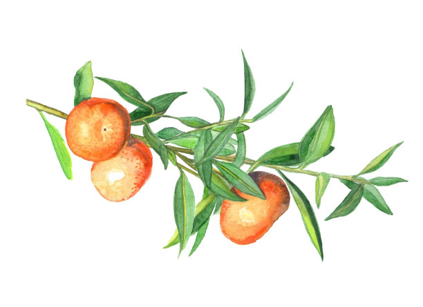 一套剪纸艺术徒手画橘子图片下载