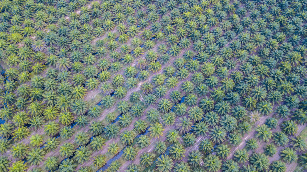 油棕种植园图片下载