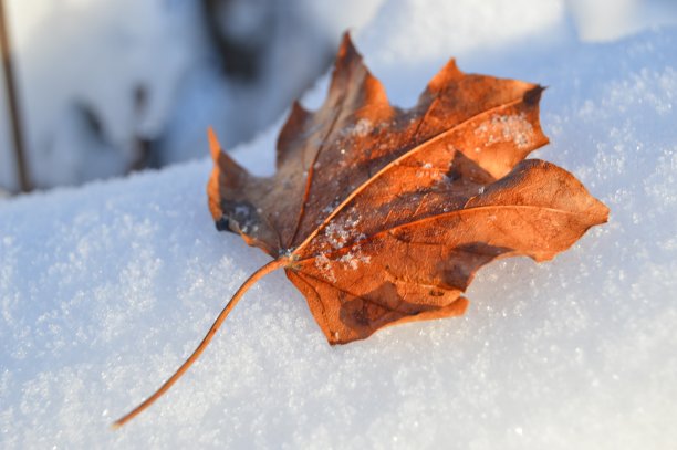 秋天的叶子上有冬天的雪图片下载