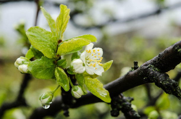 白色的樱桃树在花园里开花图片下载