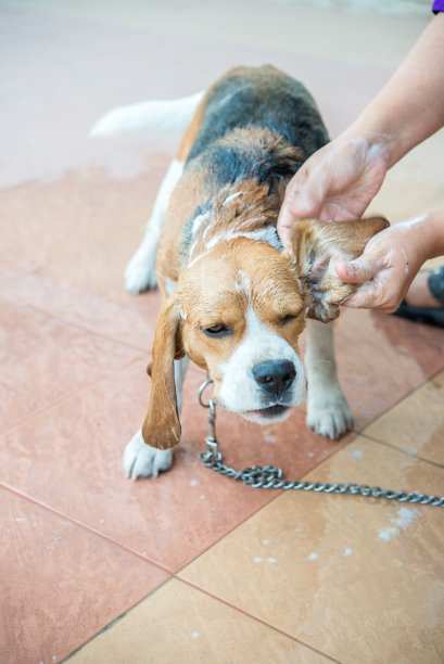 小猎犬的狗洗澡图片下载