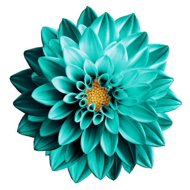 超现实的深铬绿松石花大丽花隔离在白色图片下载