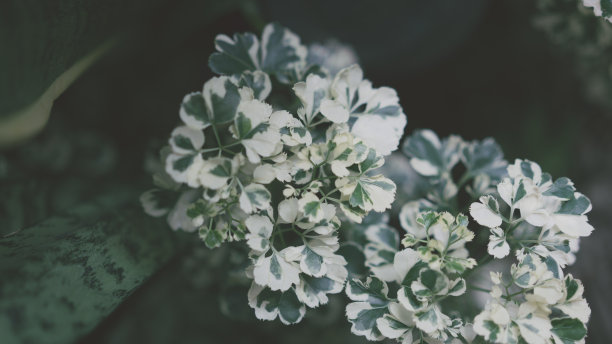 自然的照片图片下载