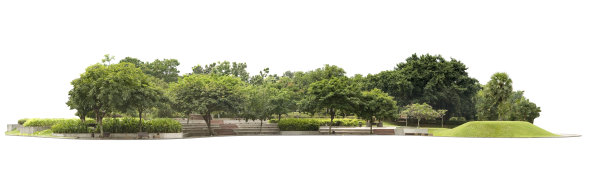 在花园里孤立大量的树图片下载