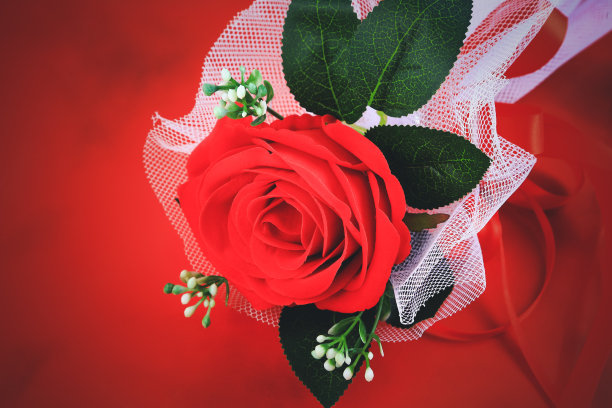 红色背景上的红色玫瑰的特写图像，情人节和爱的概念。复古的基调。图片下载