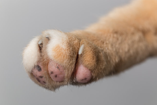 特写猫爪素材图片