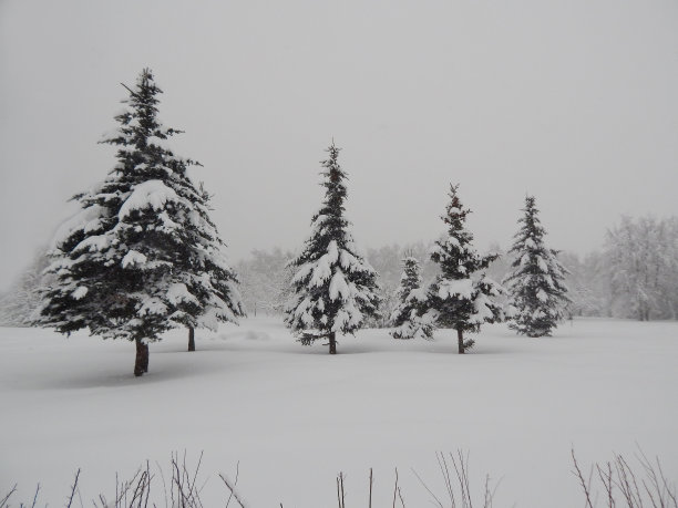 冬季森林景观，下雪，树上下雪图片下载
