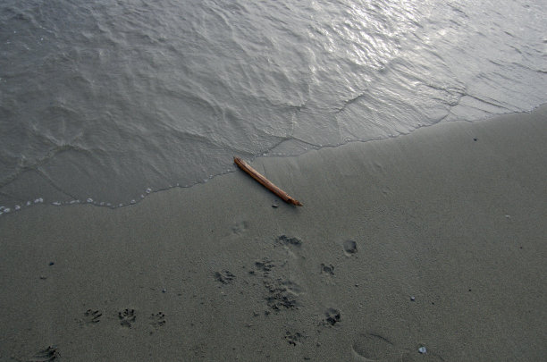 在不列颠哥伦比亚省温哥华岛的爱斯基摩泻湖的海边沙滩上，附近有狗的踪迹。图片下载