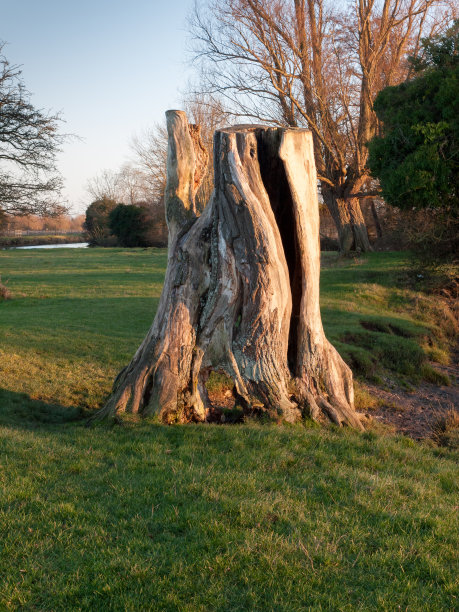 木桩特殊的河岸树皮剥离平原雕塑现代图片下载