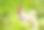美丽的蝴蝶在野外的植物上素材图片