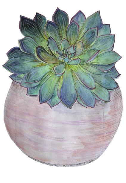 孤立在白色背景上的仙人掌肉质植物图片下载