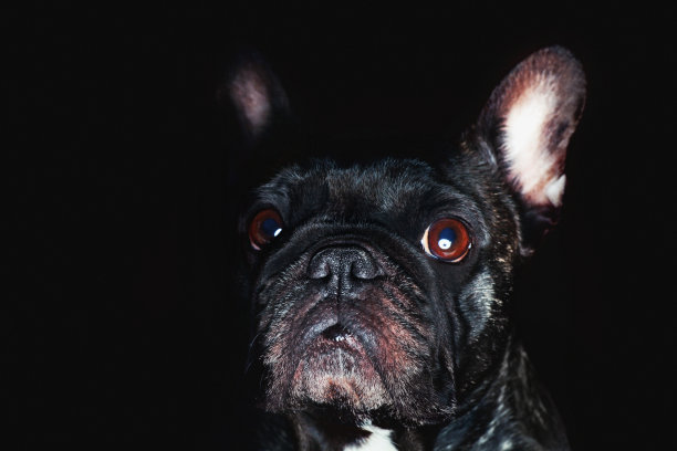 法国斗牛犬肖像图片下载