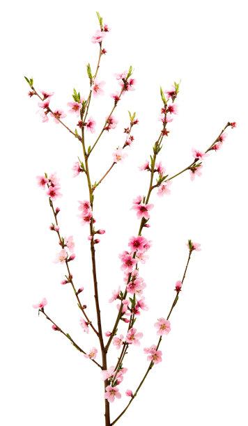 孤立的樱花枝图片下载