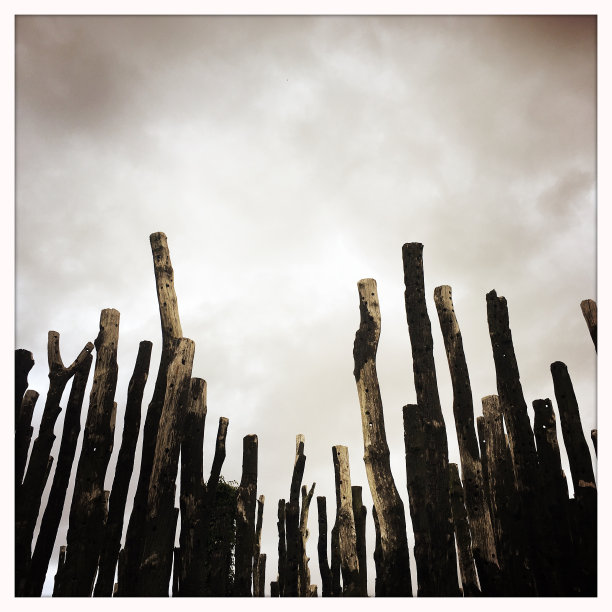 燃烧的树干图片下载