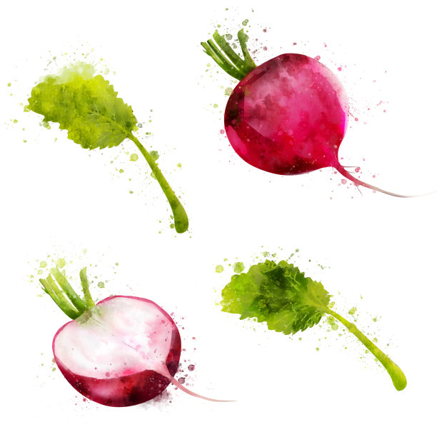 白底萝卜。水彩插图图片下载