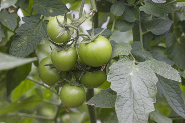 漂亮的西红柿生长在温室里。园艺番茄照片与复制空间。景深浅图片下载
