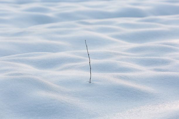 雪中的树枝图片下载