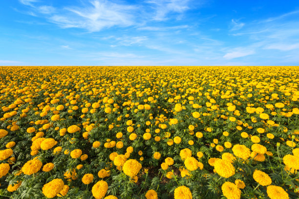 万寿菊在泰国北部的田野景观，黄色万寿菊种植园图片下载