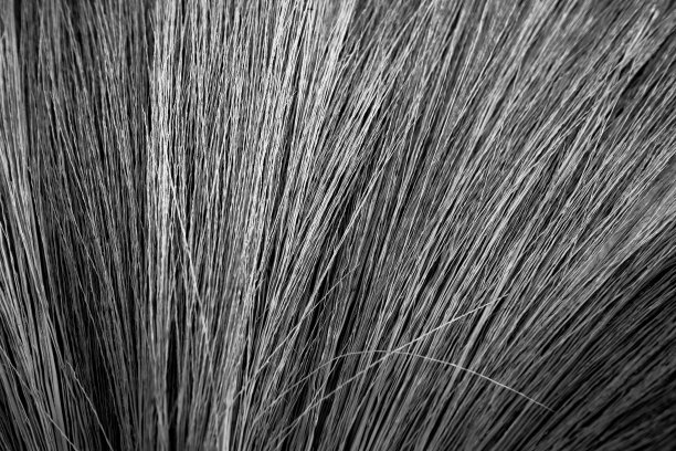 大自然的特写使扫帚毛处理成黑白为背景。图片下载