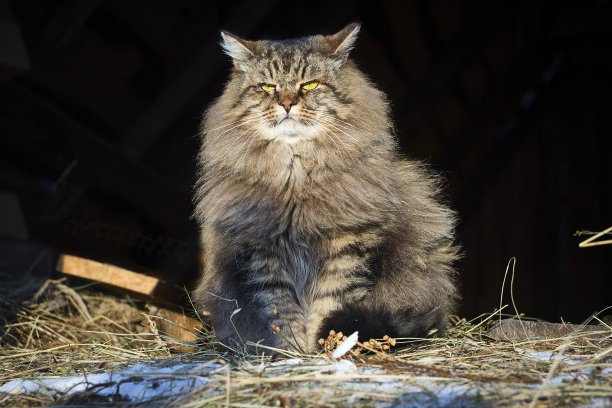 大西伯利亚猫在阳光下看着前方图片下载