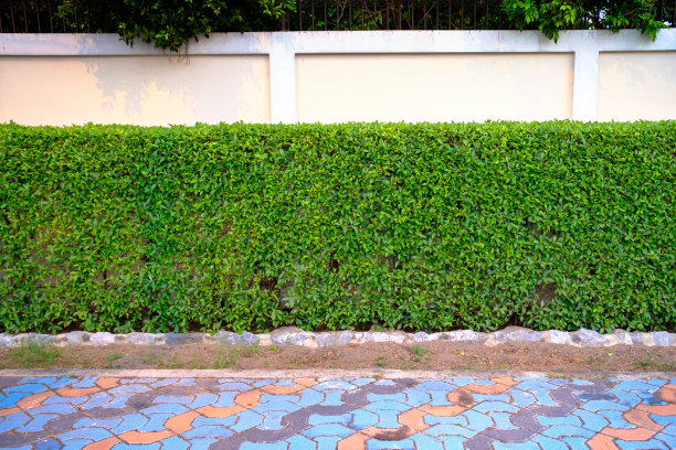 树叶窗帘，树墙前面的混凝土墙图片下载