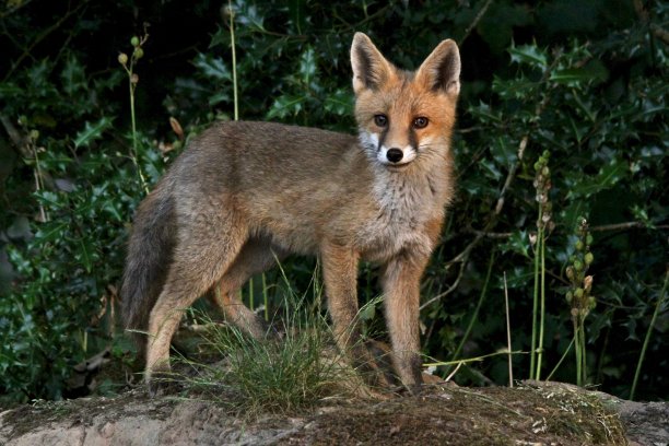 野生狐狸幼崽图片下载