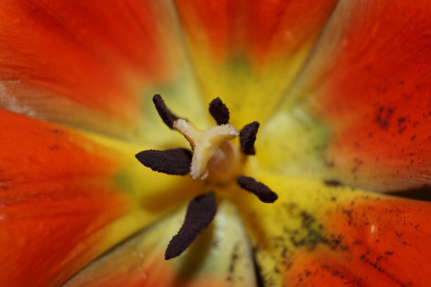 郁金香印章图片下载