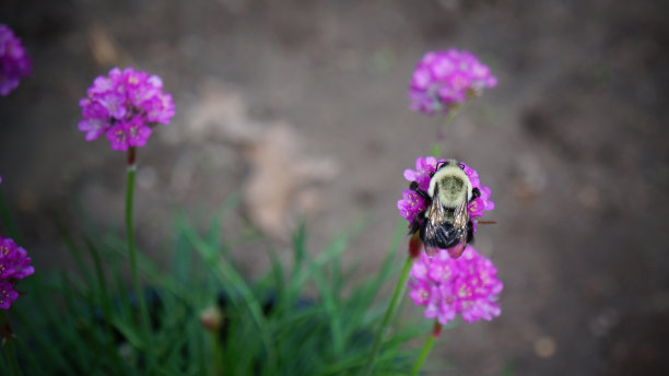花园中的大黄蜂在Thrift (Armeria maritima)上图片下载