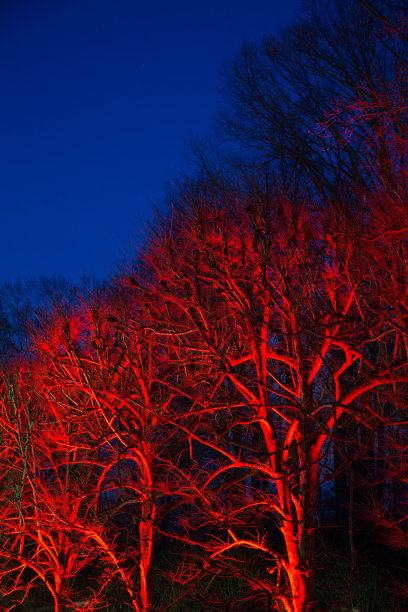 在鲜艳的蓝色天空的映衬下，红彤彤的树木图片下载