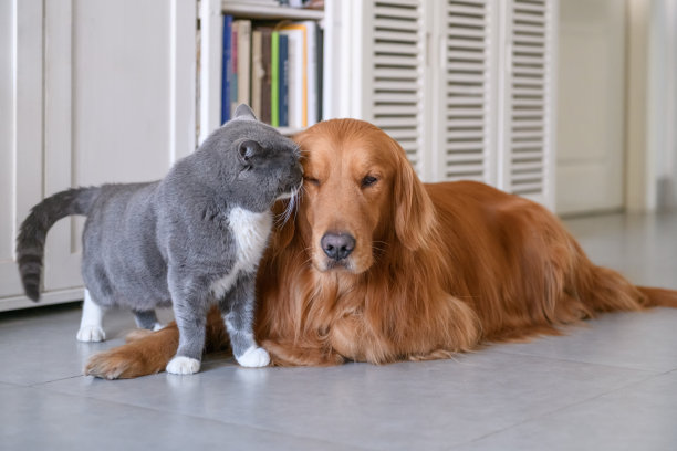 金毛寻回犬和猫图片下载