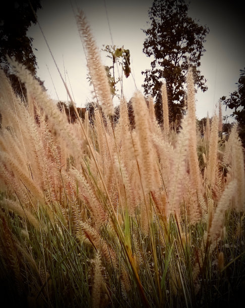 花与草同天。图片下载