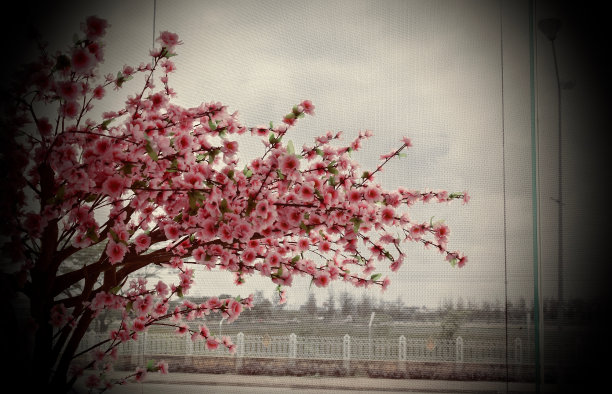 粉红色的花用于家庭装饰。图片下载