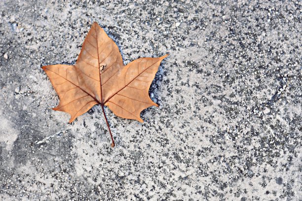 干燥的枫叶在沥青路上图片下载