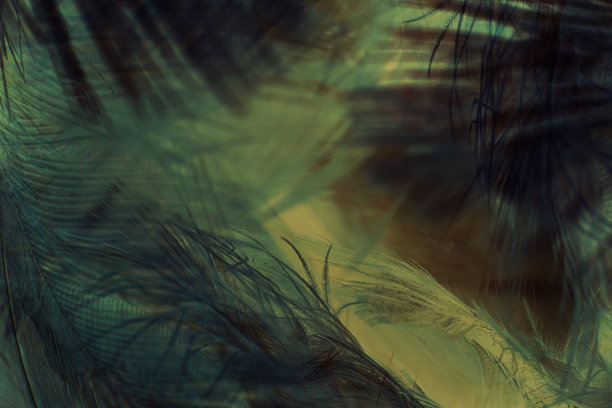 彩色羽毛复古纹理背景图片下载