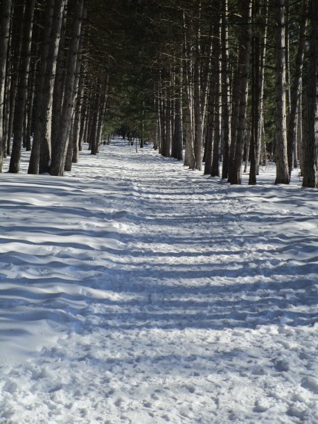 垂直树干和水平阴影图片下载
