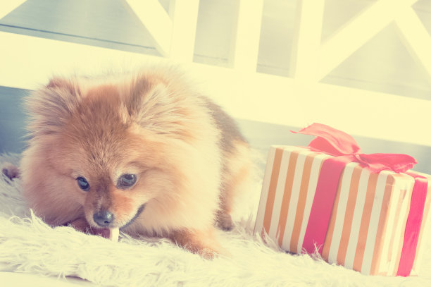 博美犬躺在白色格子布上吃美食素材图片