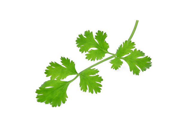 绿色芫荽叶孤立在白色背景图片下载