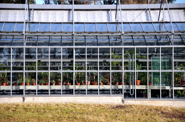 温室里的仙人掌图片下载