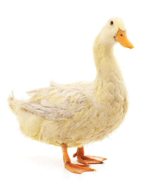白色漂亮的鸭子。图片下载