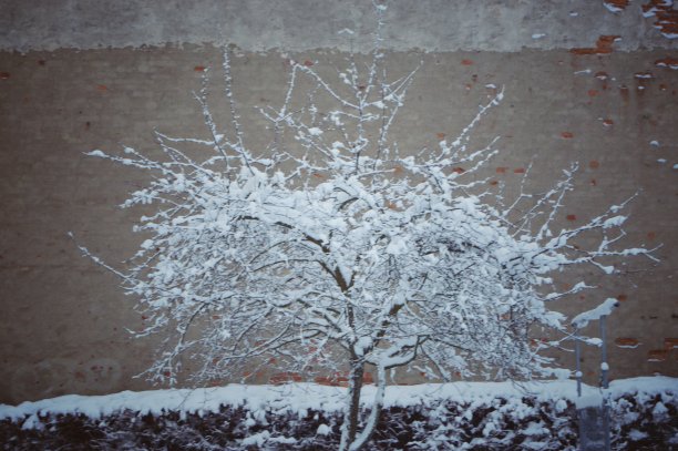 冬天的苹果树图片下载
